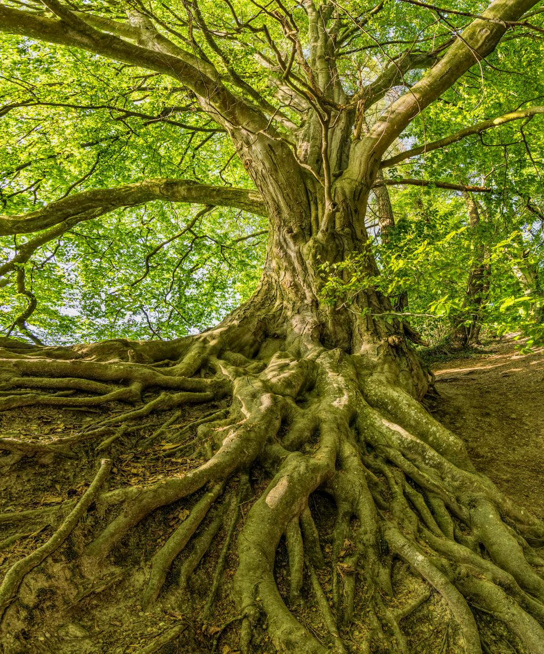 The Quiet Beauty of Bare Trees: Lessons from Nature