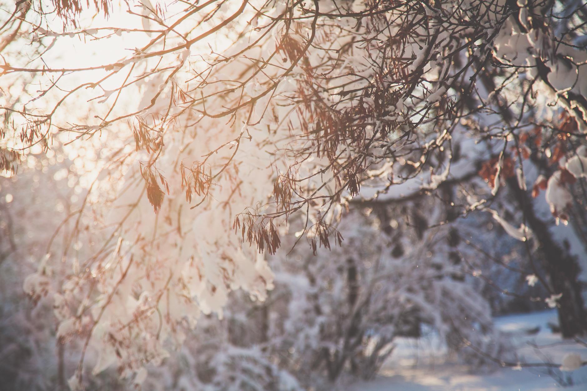 closeup photo of tree branch with snow