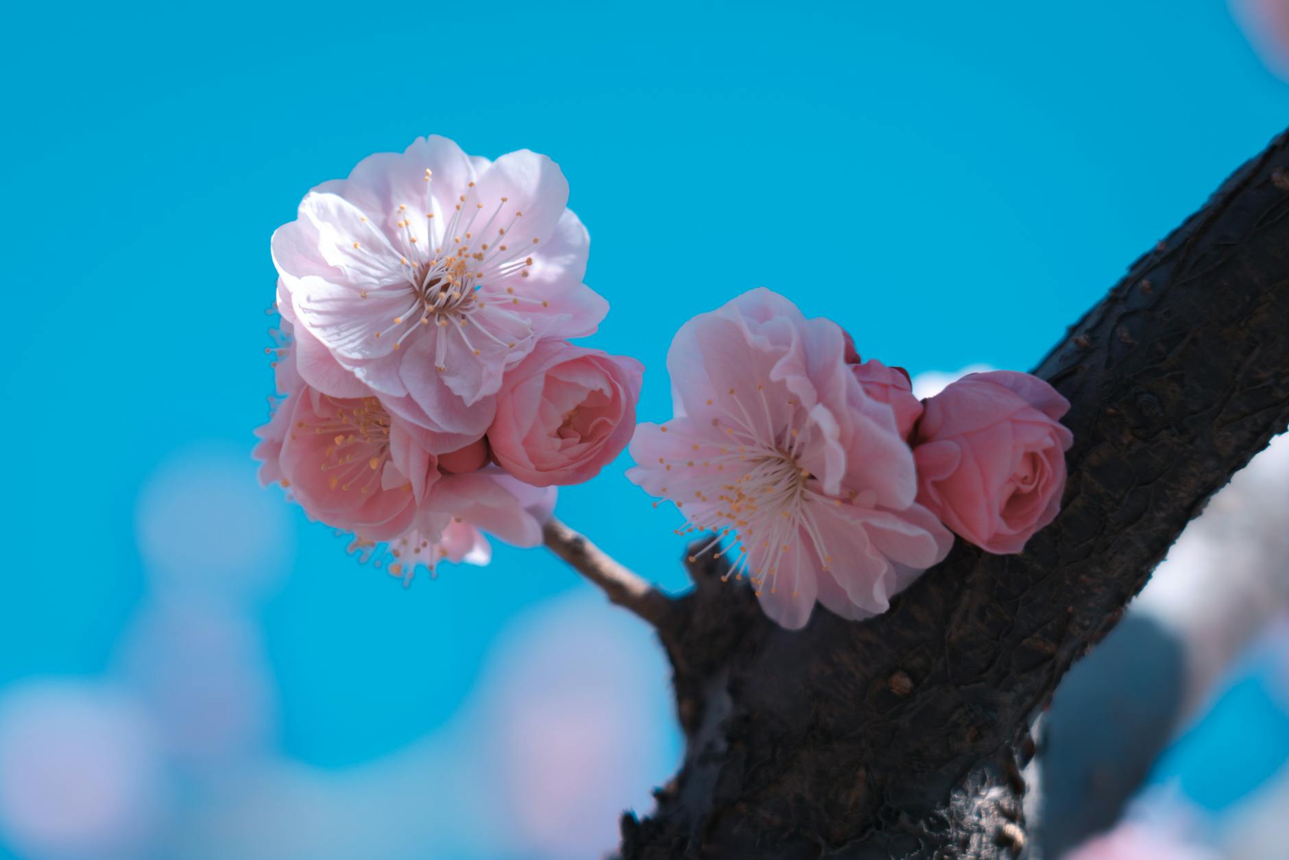 close up photo of cherry blossom