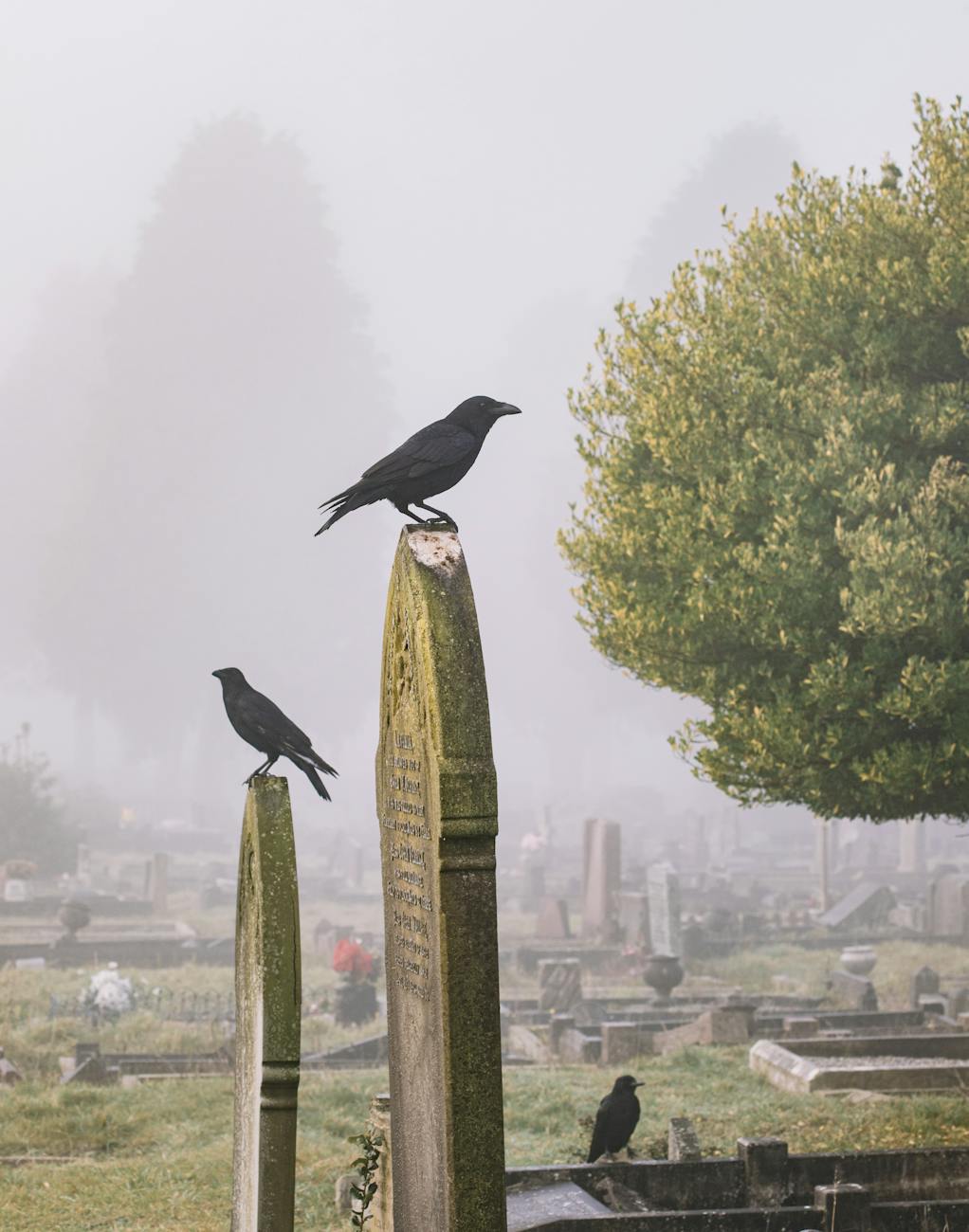 The Haunting Beauty of Overgrown Graveyards: Why Nature Reclaims the Dead