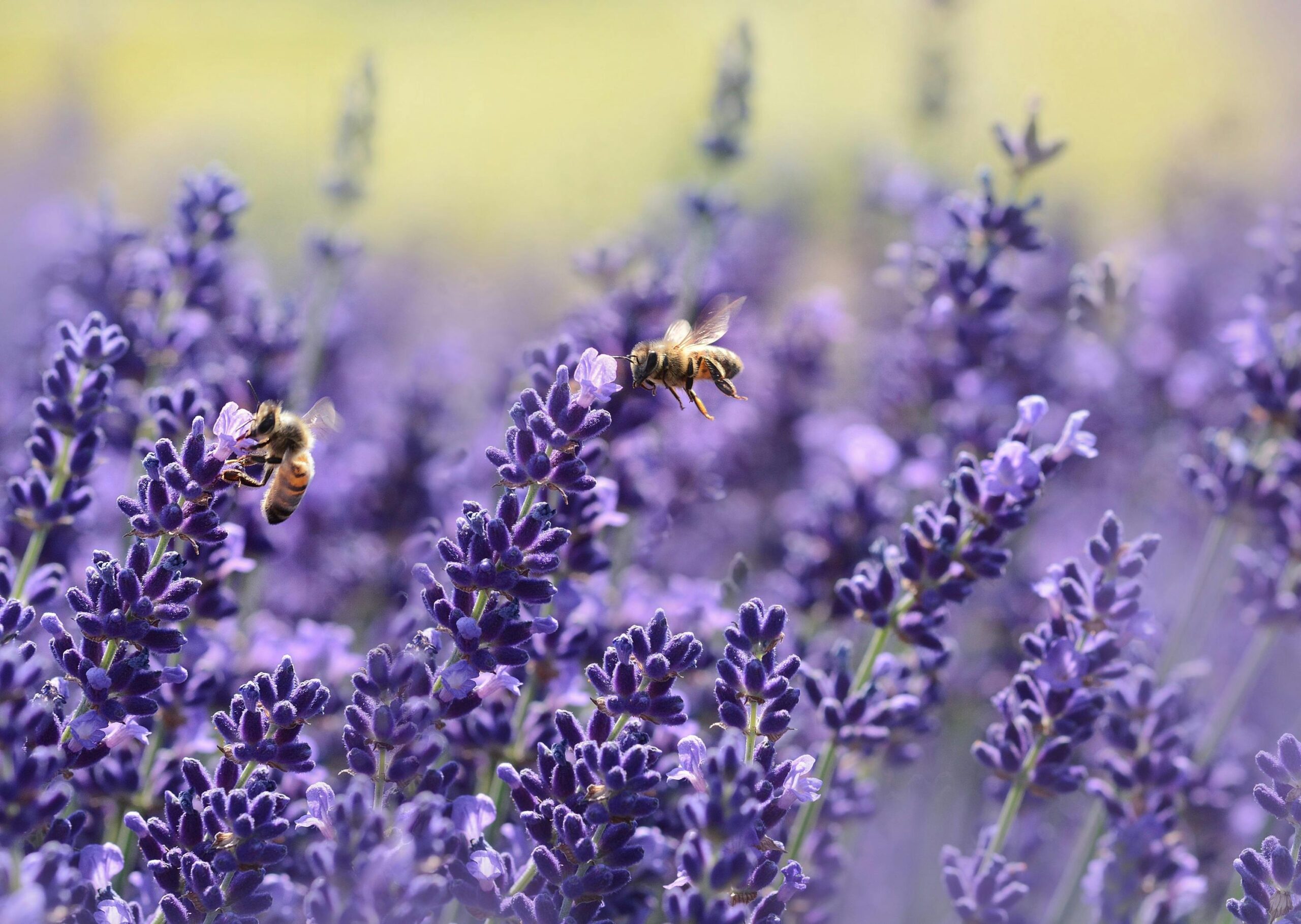 🌿 The Witch’s Garden: Folklore Herbs for Protection and Peace