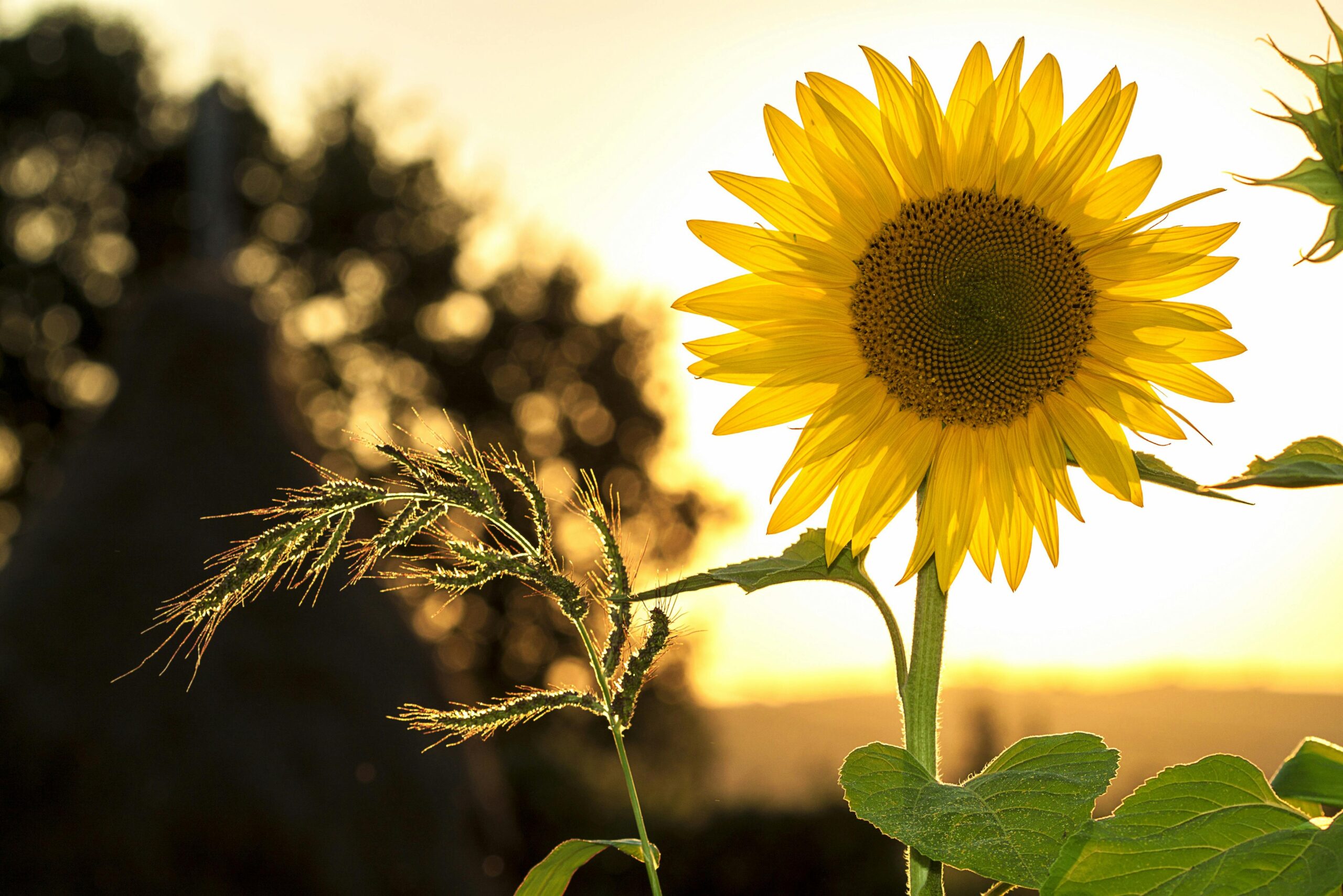 🌞 June Lore: What Legends Say About the Start of Summer